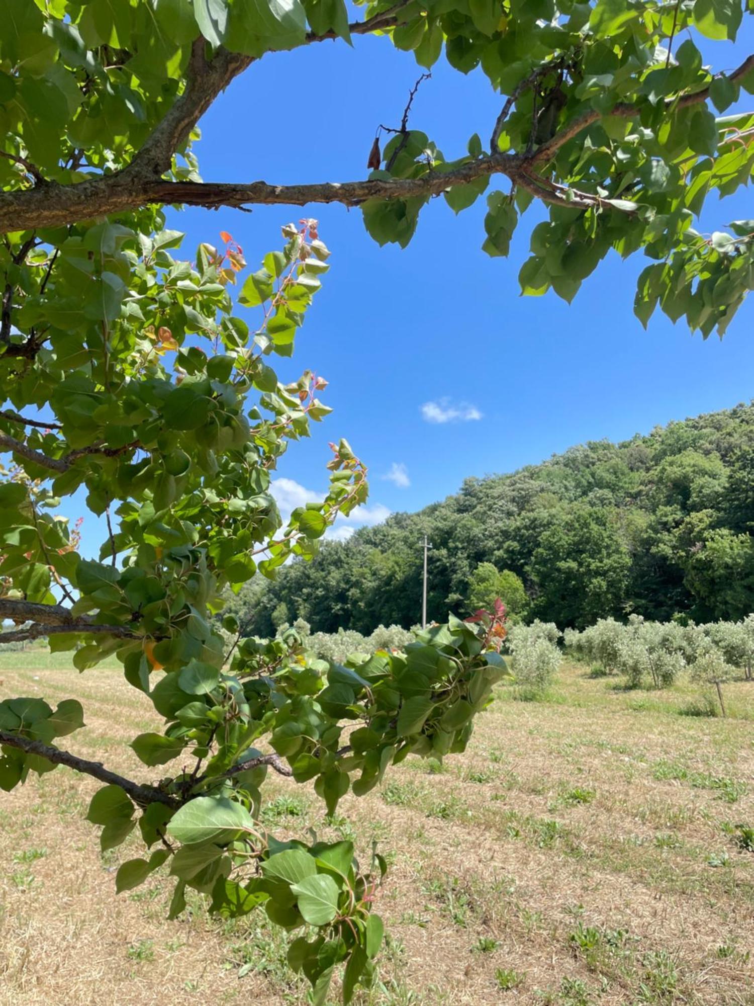 Il Leccio Agriturismo Fiorino Extérieur photo